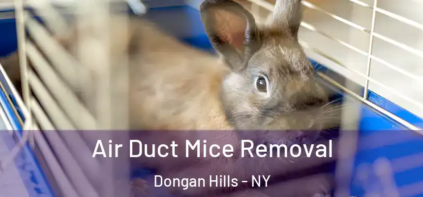 Air Duct Mice Removal Dongan Hills - NY