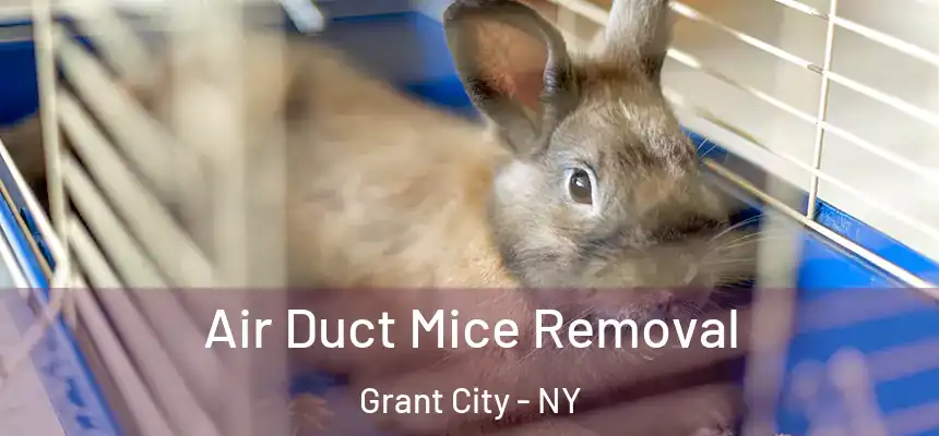  Air Duct Mice Removal Grant City - NY