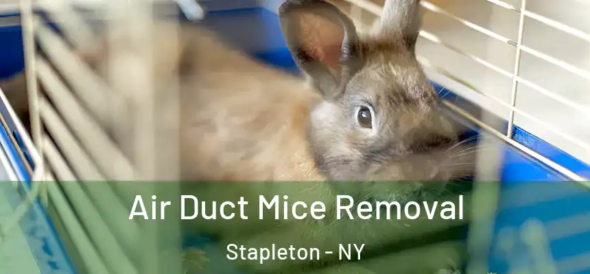Air Duct Mice Removal Stapleton - NY