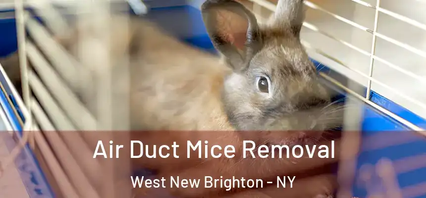 Air Duct Mice Removal West New Brighton - NY