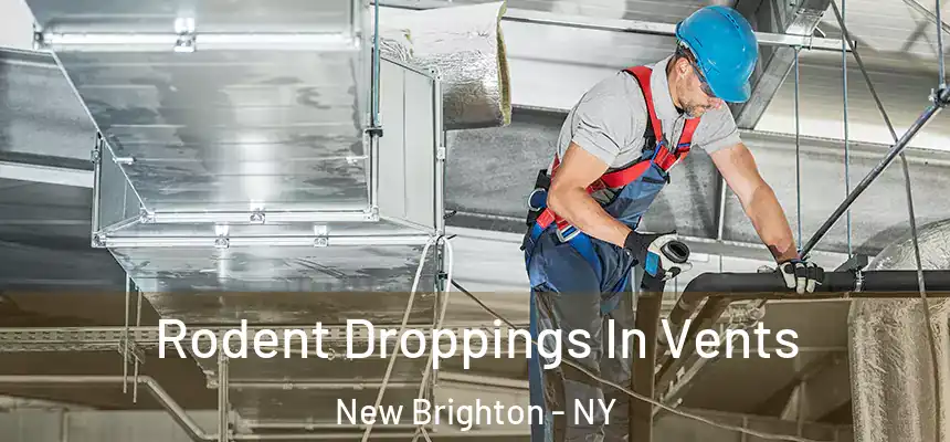Rodent Droppings In Vents New Brighton - NY